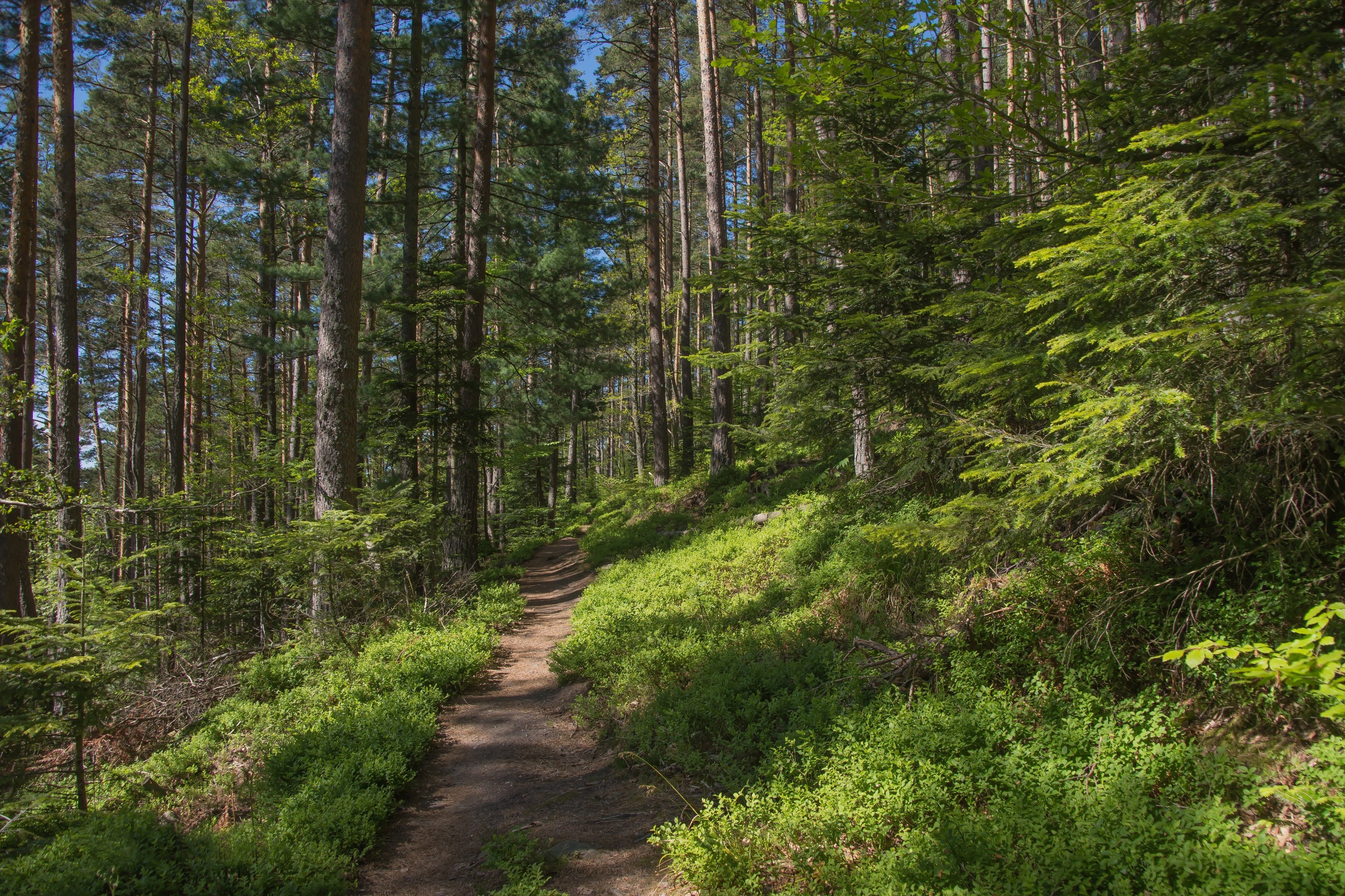 forest, vegetation壁紙