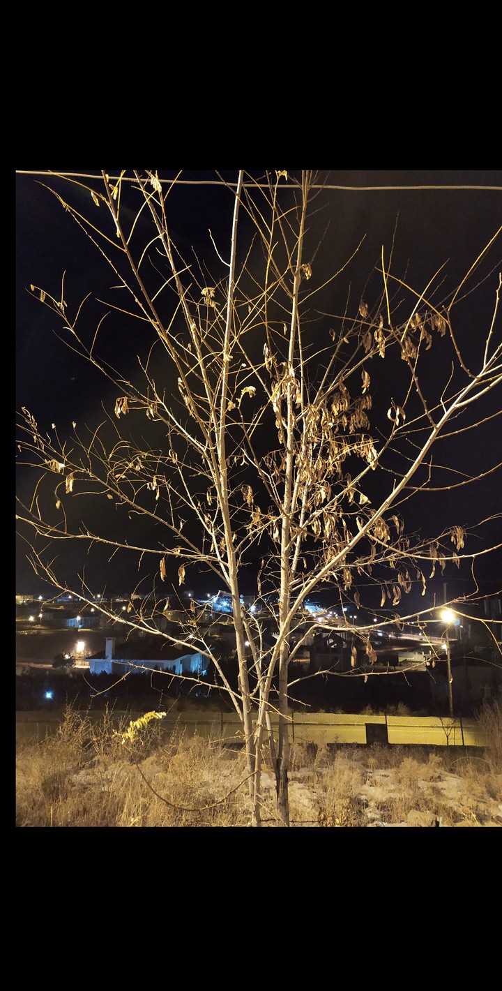 tree