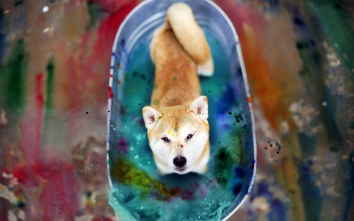 dog