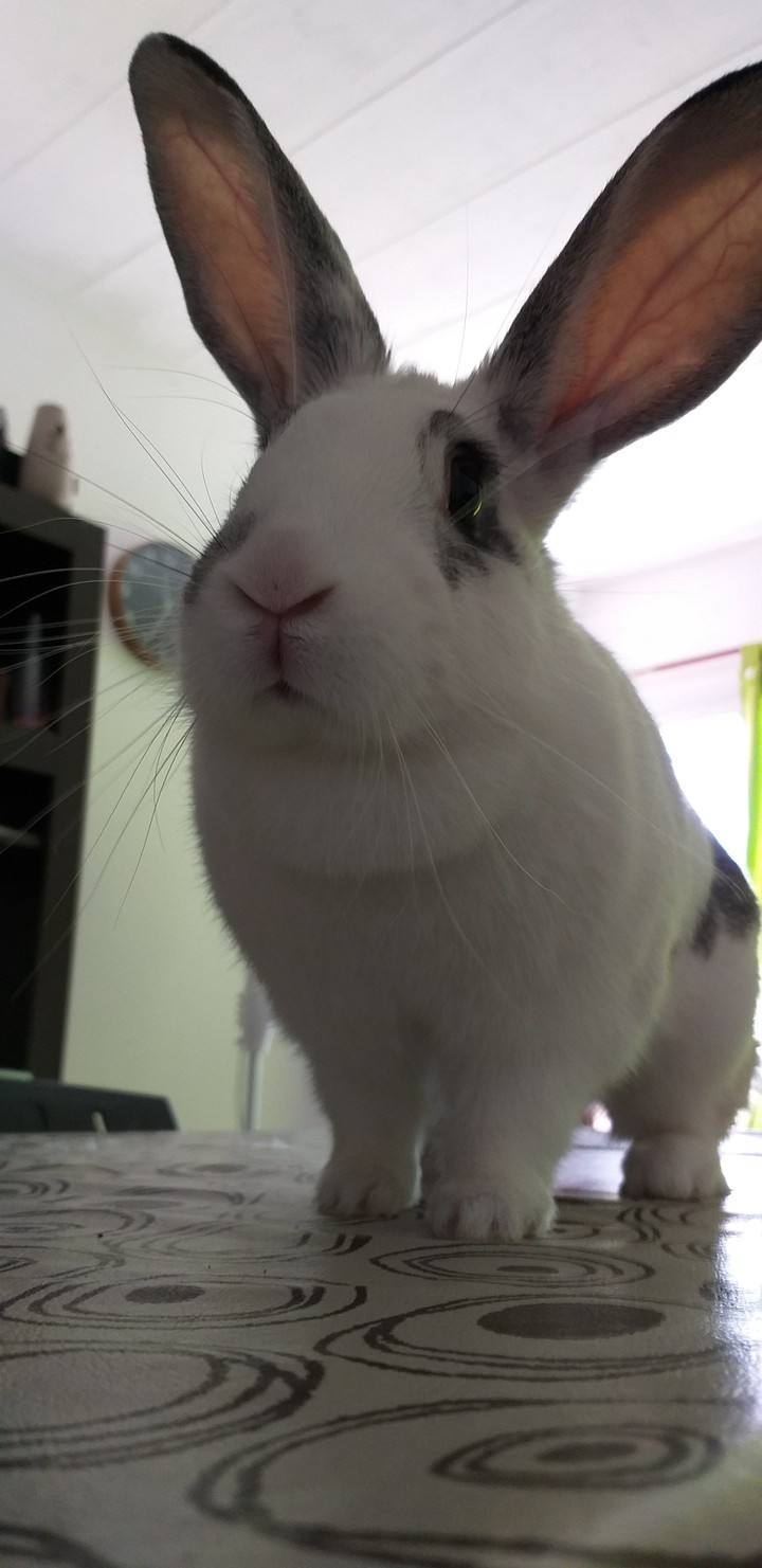 conejo curioso
