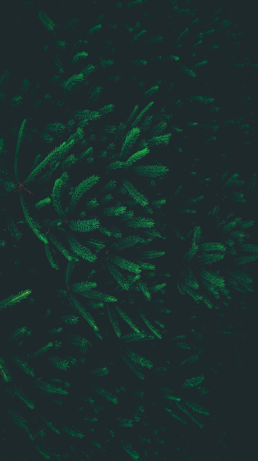 ταπετσαρίες organism, green