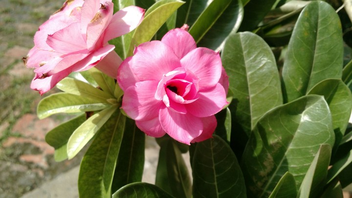 Pink