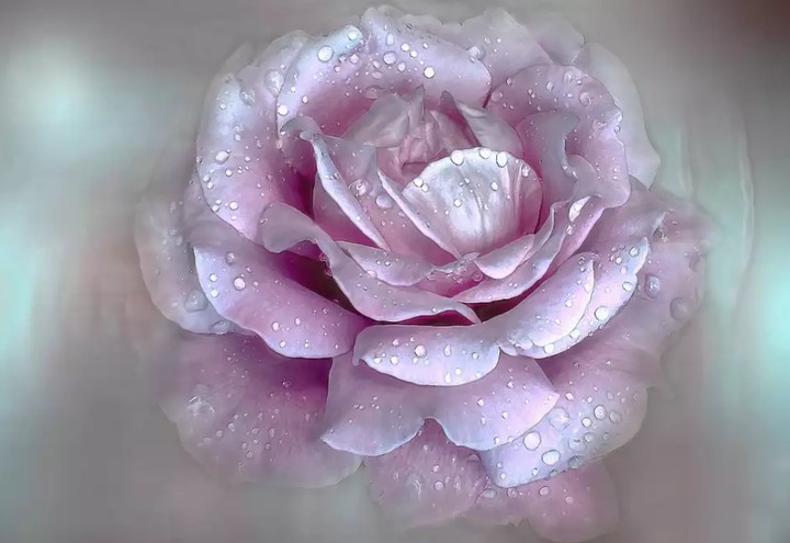 soft beauty