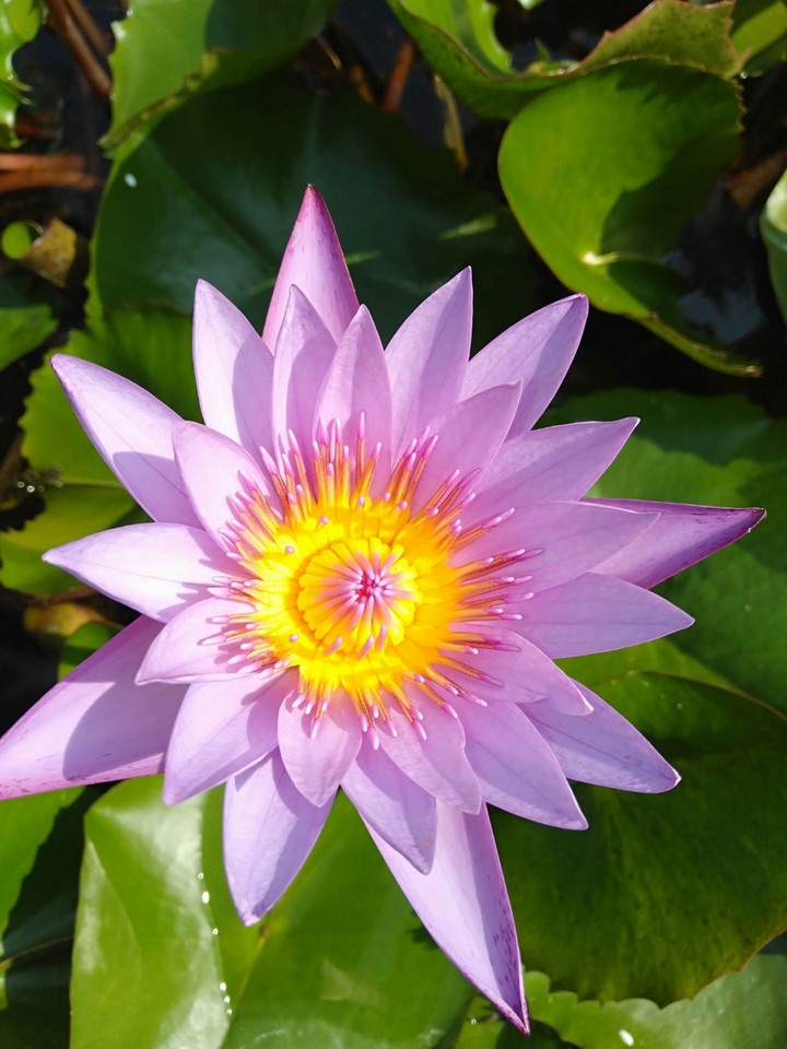 lotus