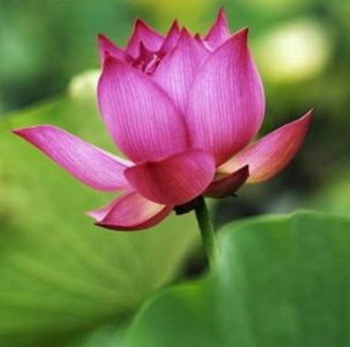 lotus