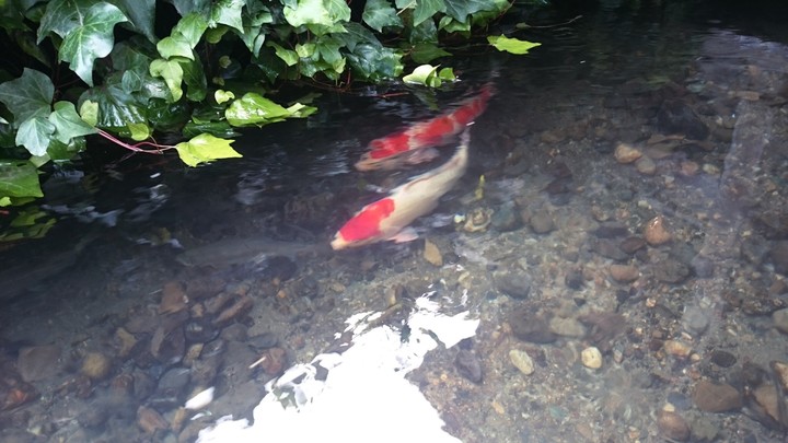 koi