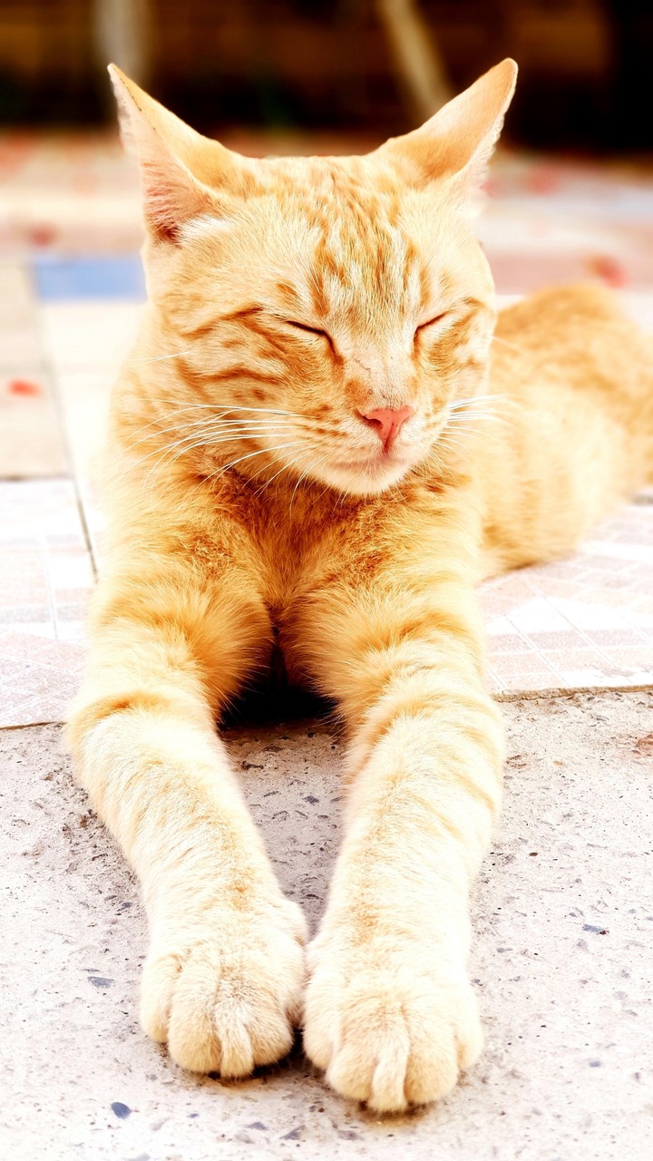 My cat Garfield. :)