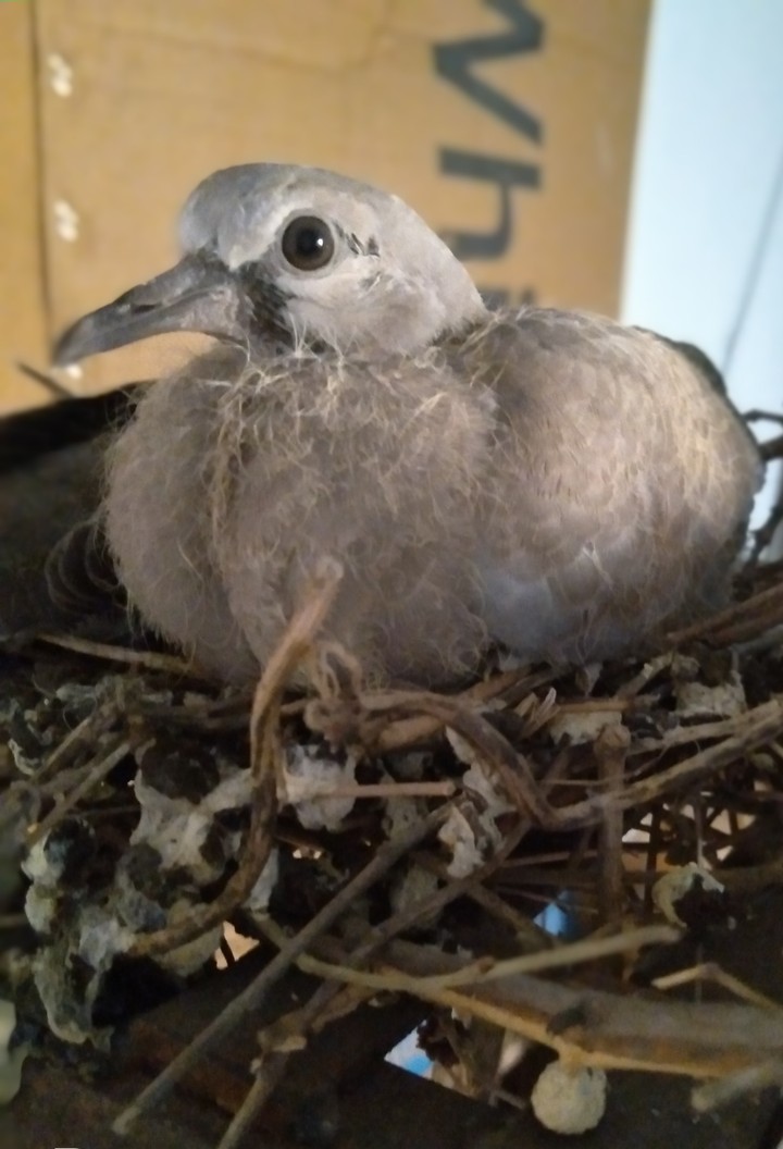 #Bird