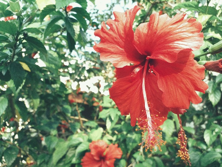 Hibiscus