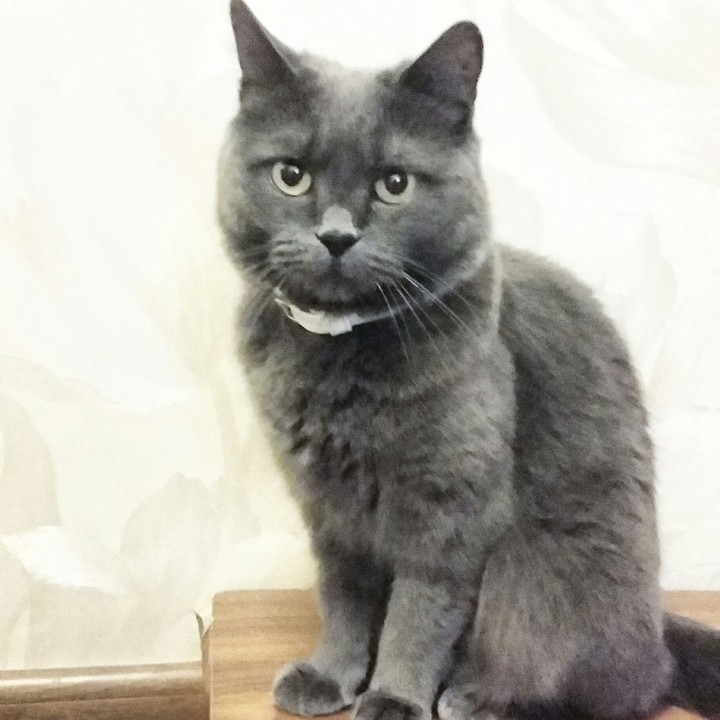 It's cat