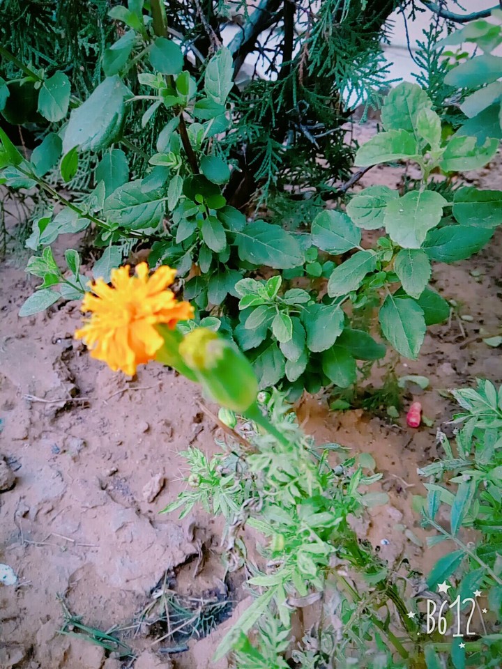 flower