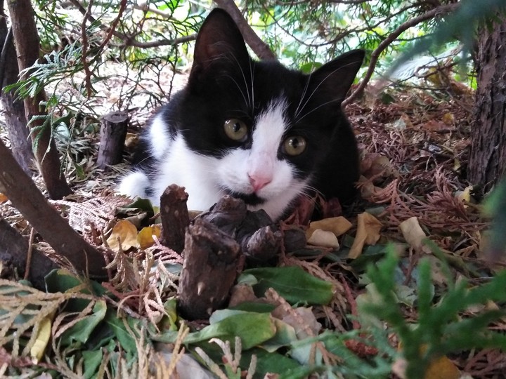 Model cat