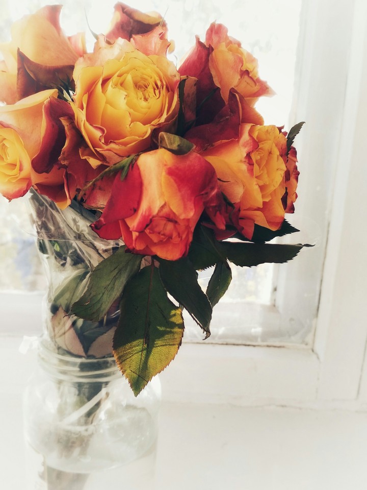 rose flower