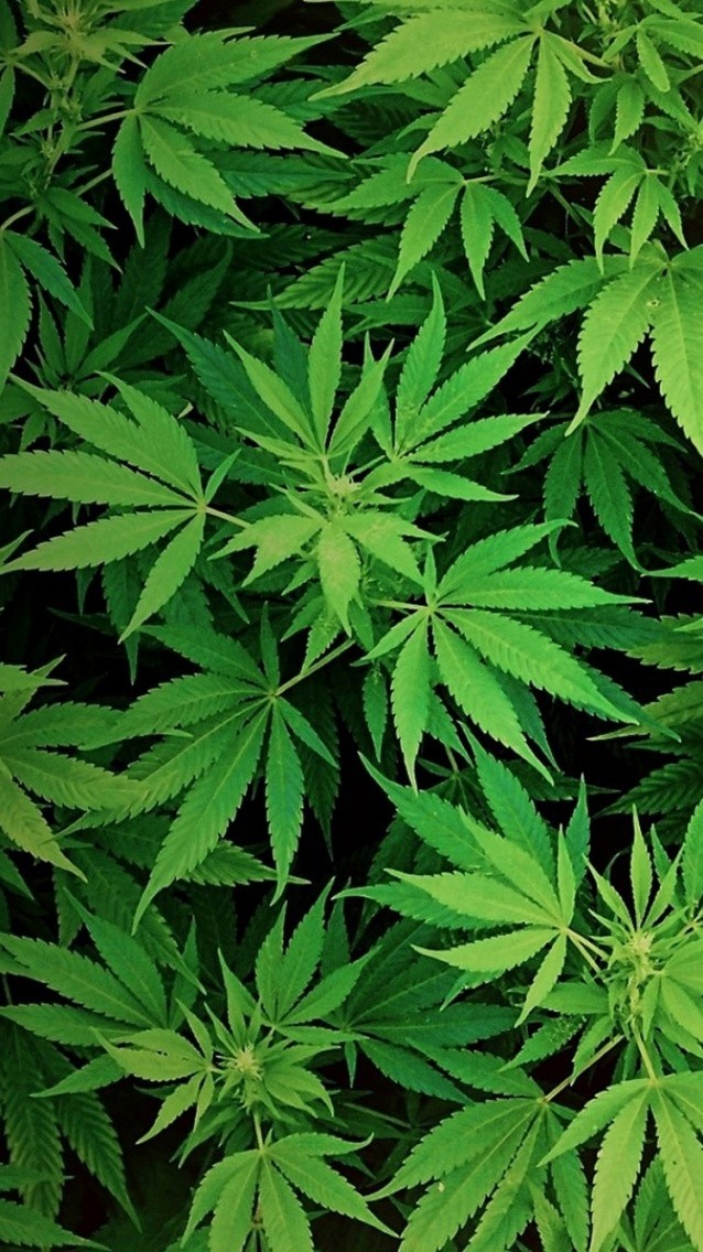cannabis