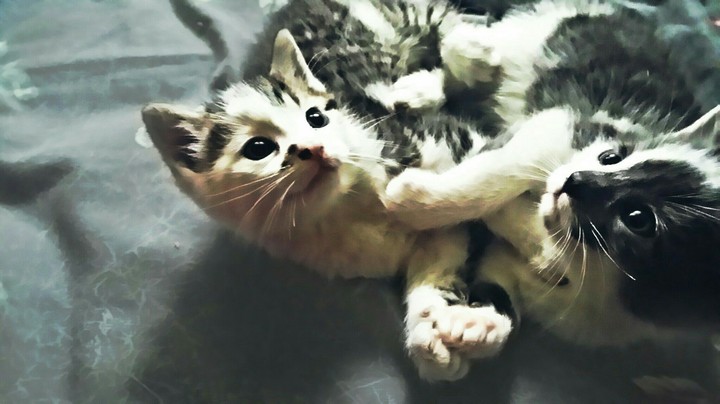 Kittens playing