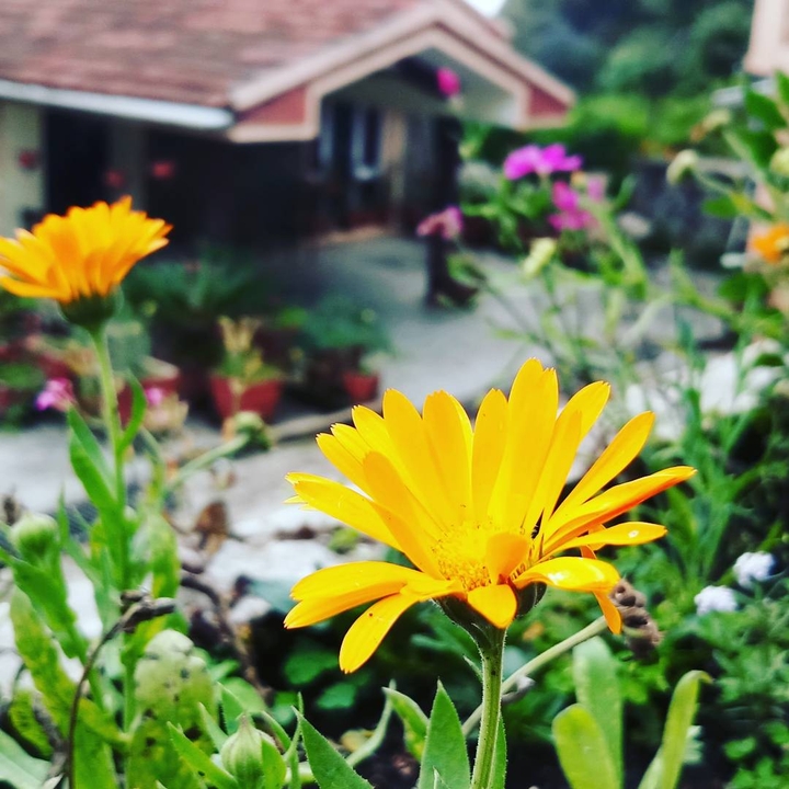Kodaikanal