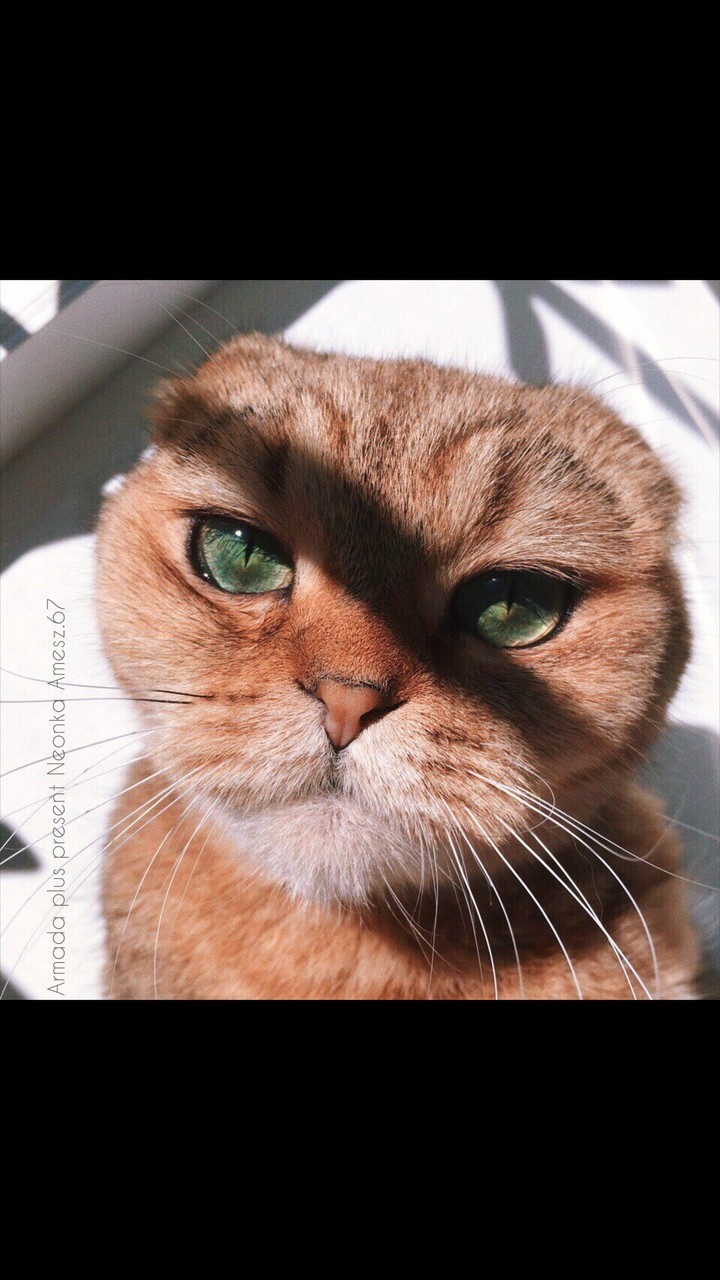 cate