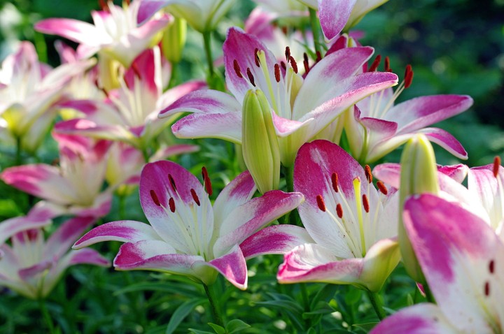 Flovers
