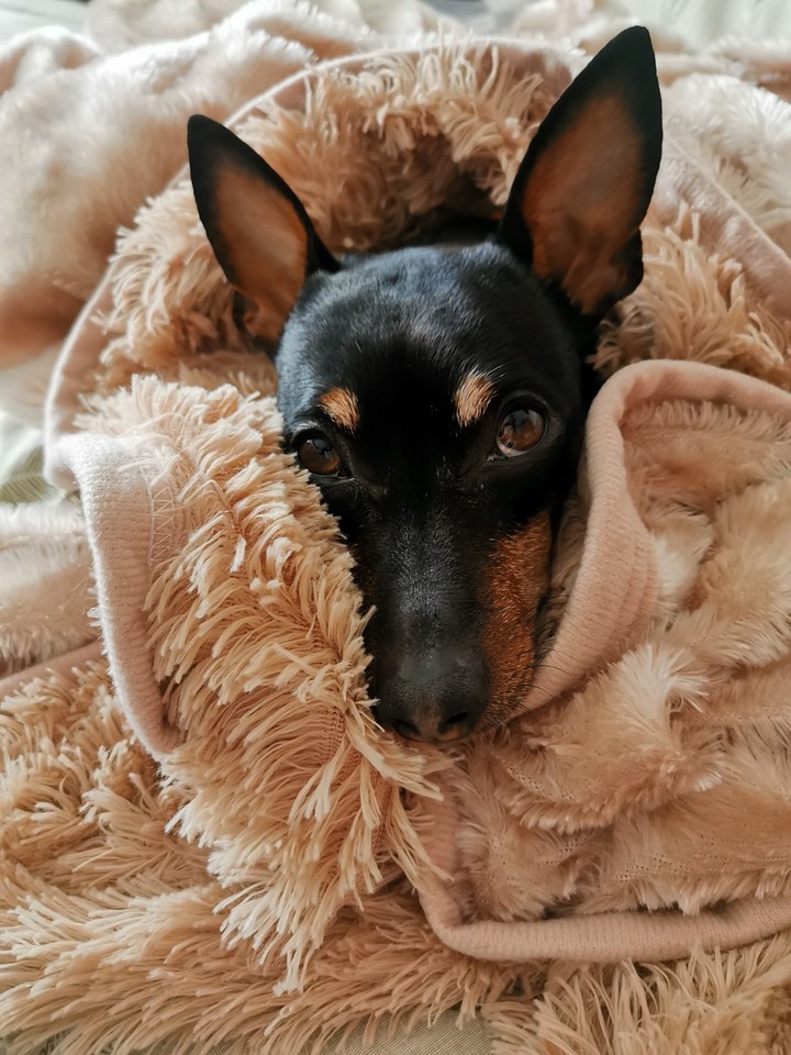 Dog