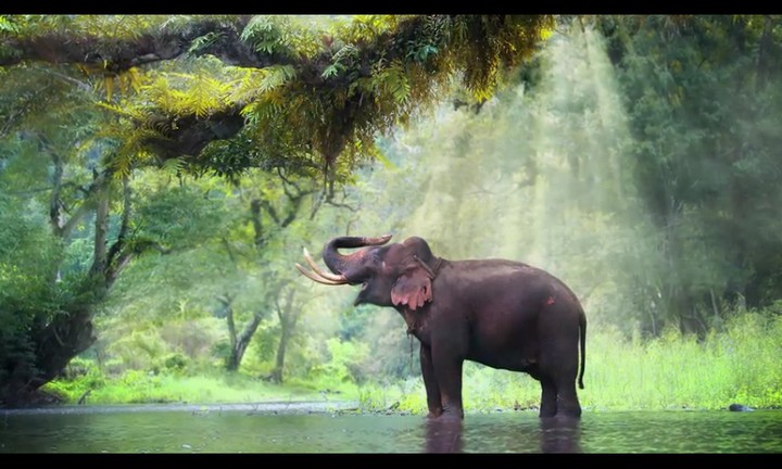 elefant im morgengrau