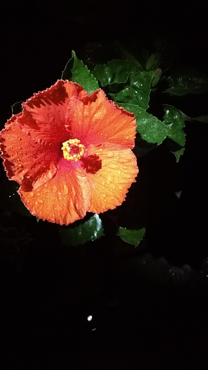 nofilter