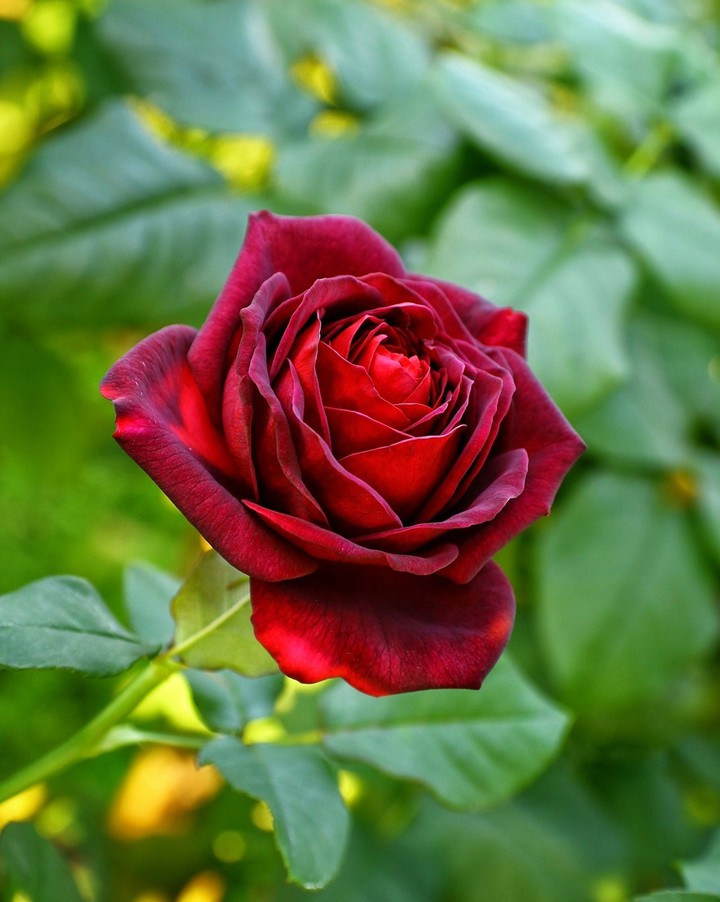 Roses