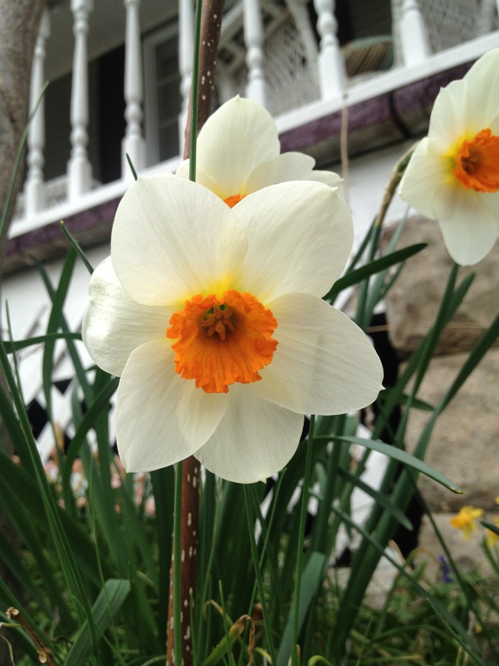 Florida Daffodil