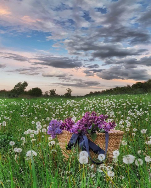 flowers