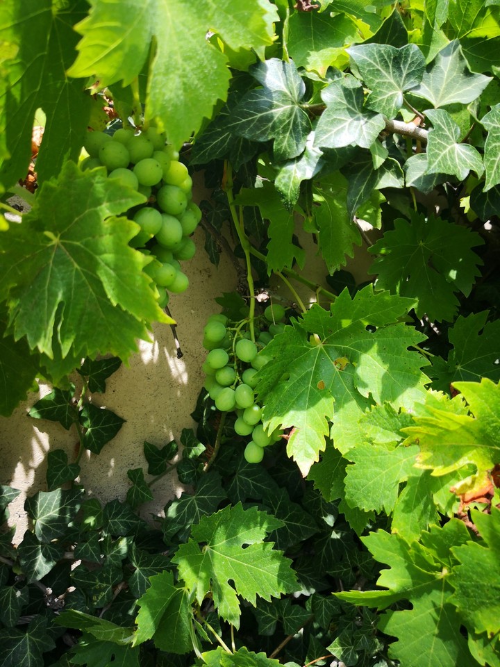 plant
