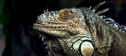lizard