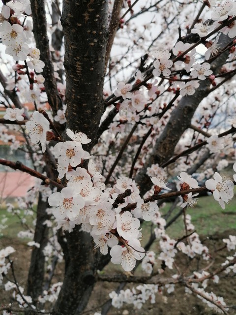 Apricot tree