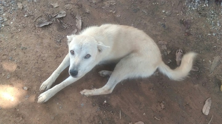 dog 