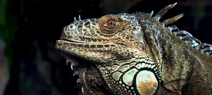 lizard