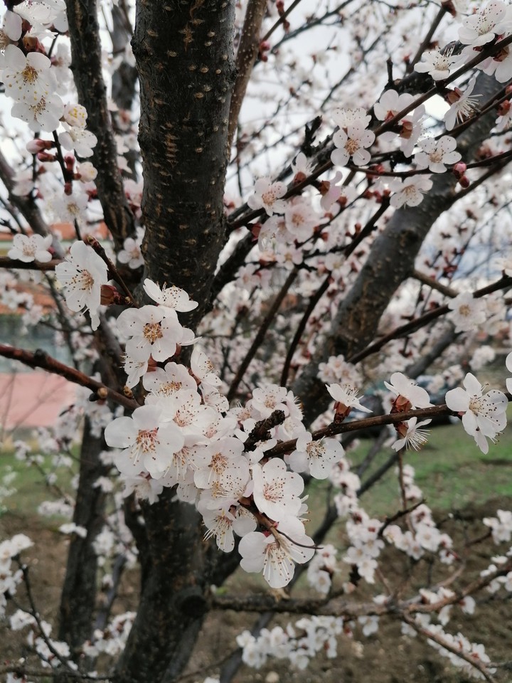 Apricot tree