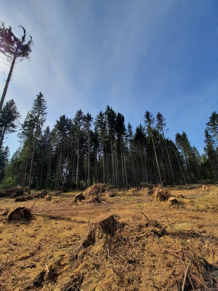 Wind damage