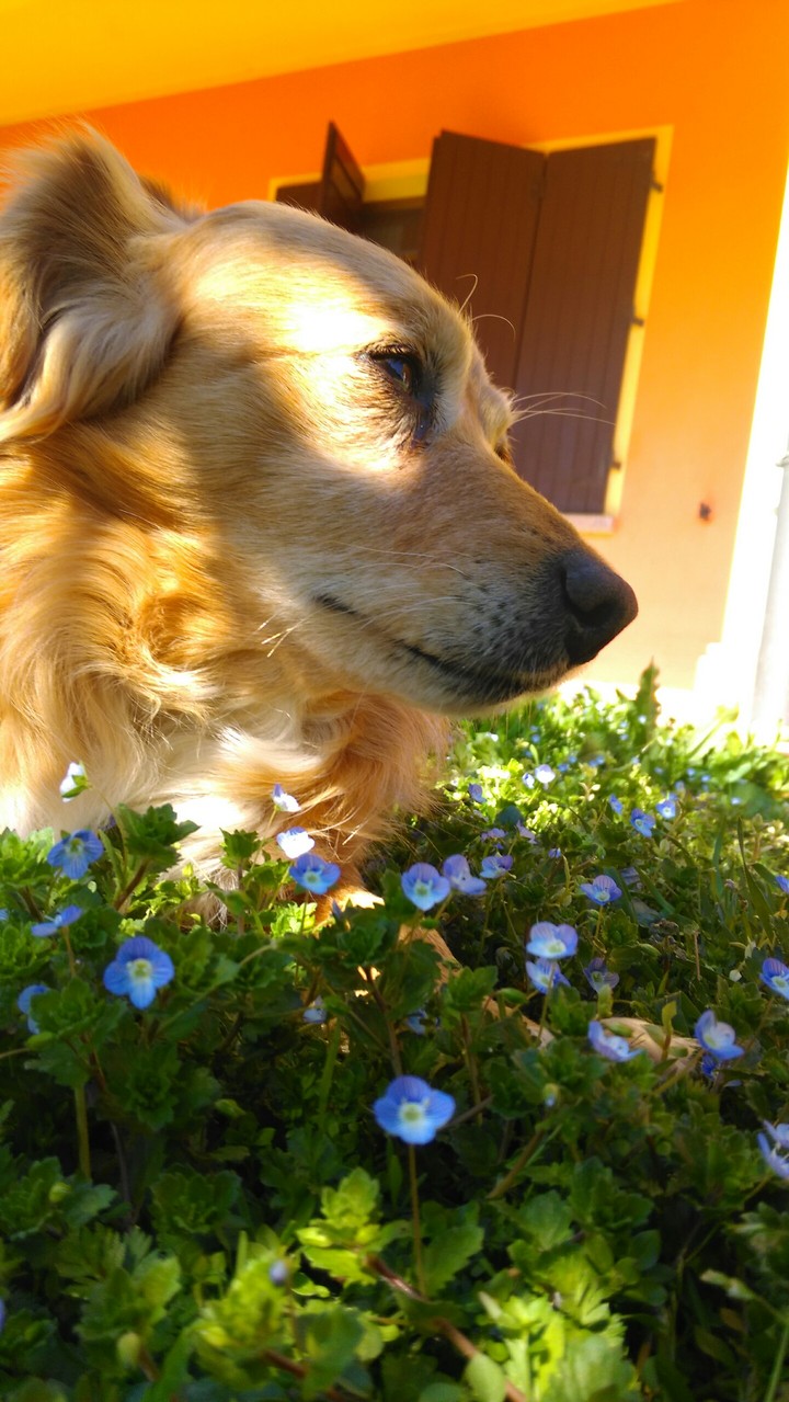 Macchia