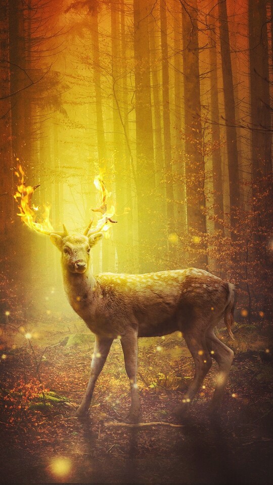 golden dear.