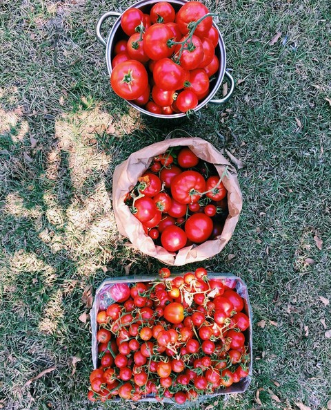 Tomato