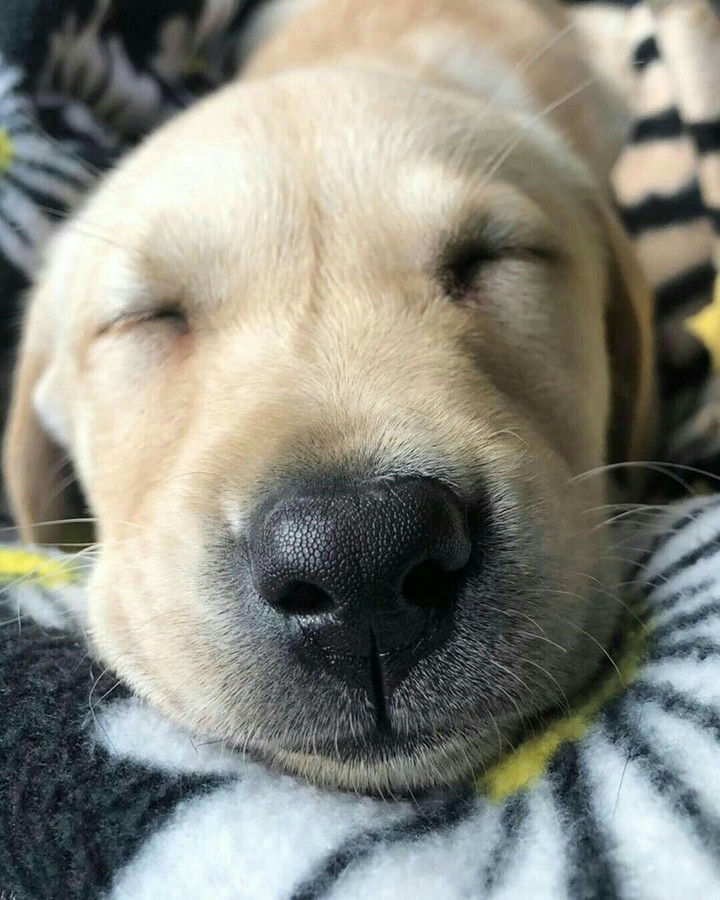 Nózi