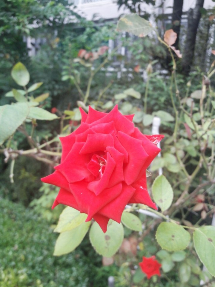 rose