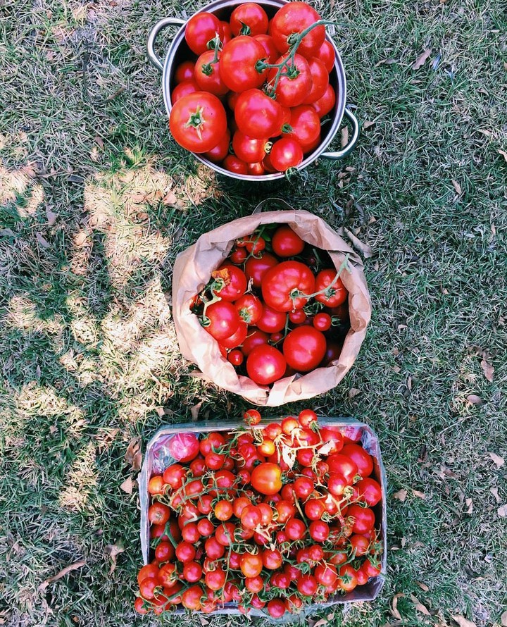 Tomato