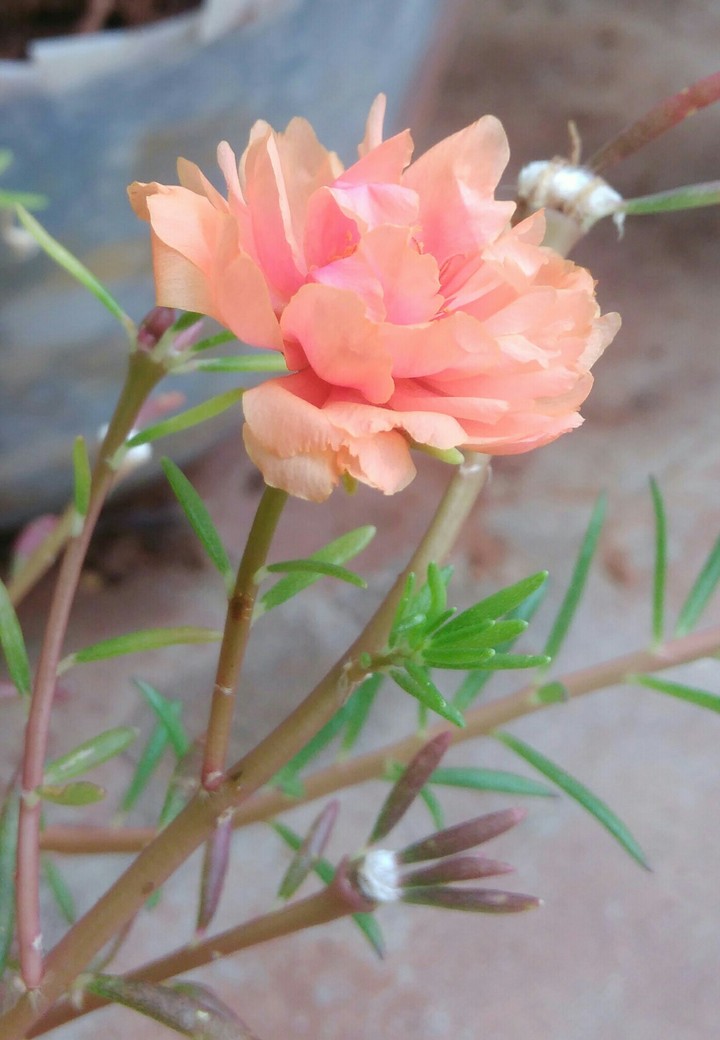 cute flower