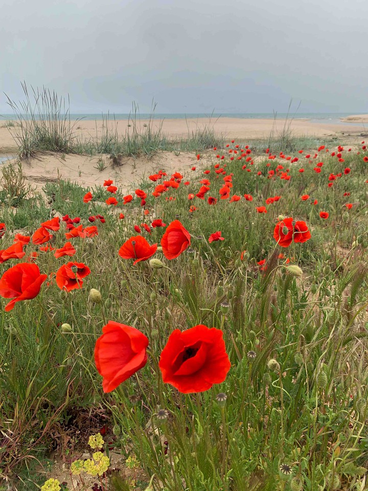 Poppy