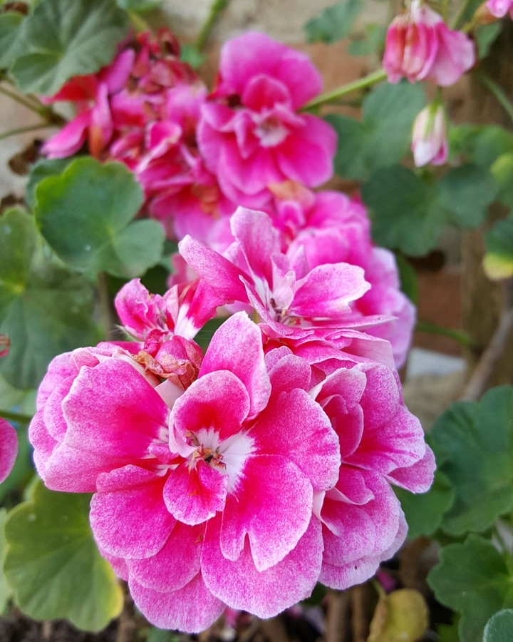 Flores de la Abuela