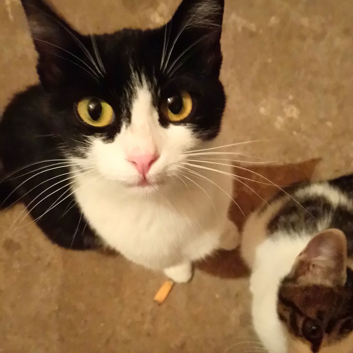 #cat #cats #green