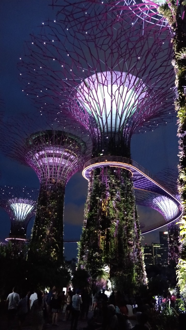 Amazing Garden