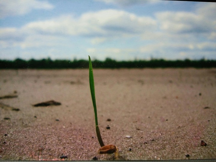 new life