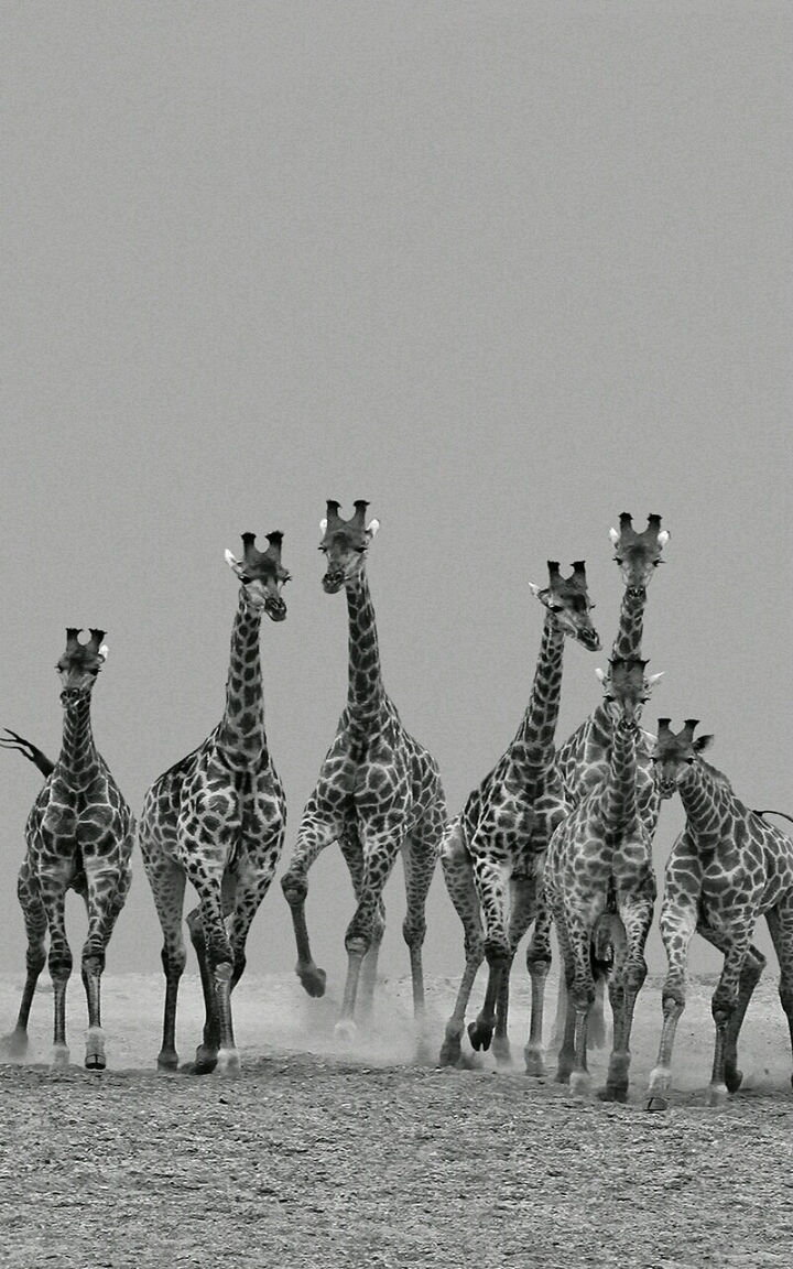 Race