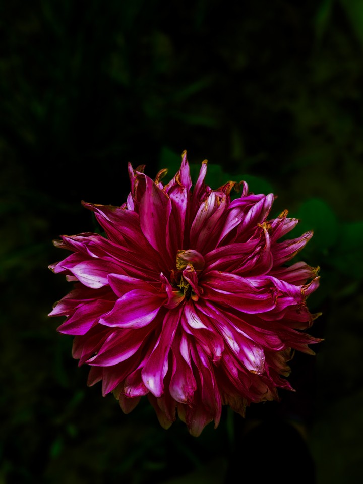 Like pink