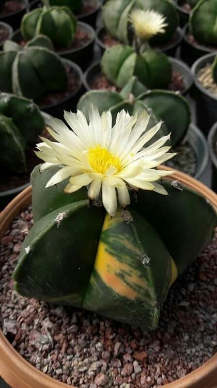 Cactus